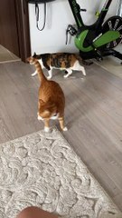 Sound of Carpet Scraping Creeps Out Kitty