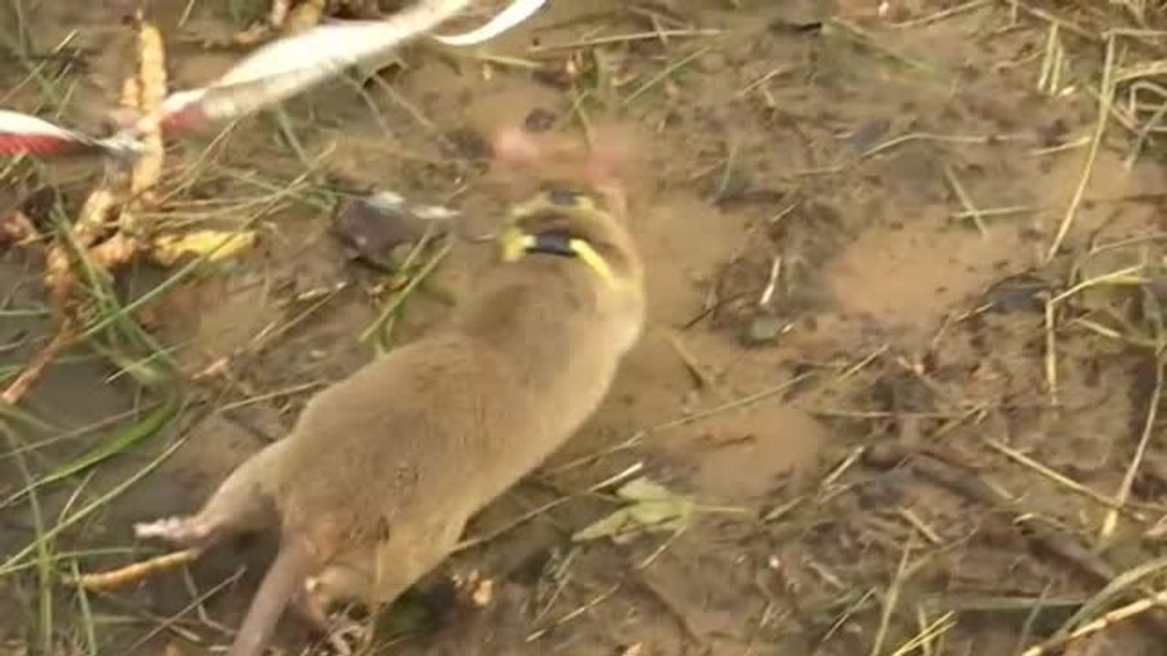 Despliegan un nuevo ejército de ratas gigantes caza minas en Camboya