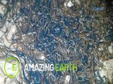 Amazing Earth: Thousands of worms flock seawaters in Northern Luzon