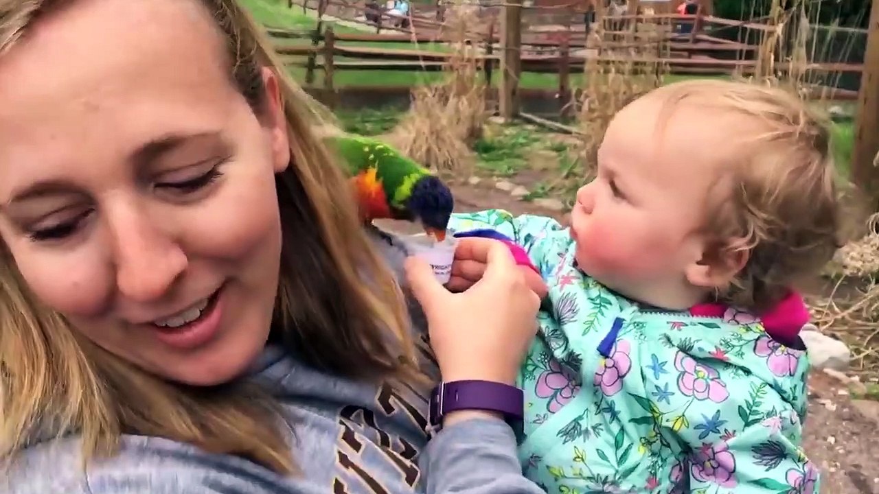 Try Not To Laugh | Funny Weekend At The Zoo - Laugh Trigger