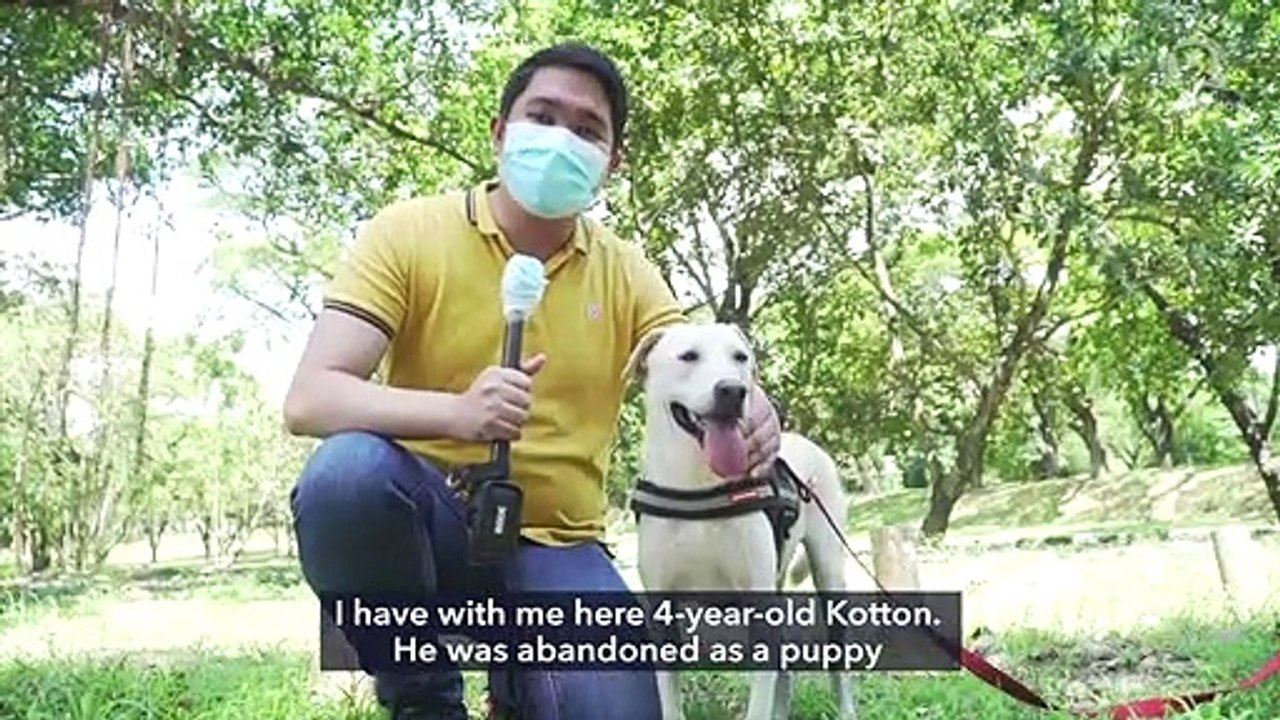 UP Diliman’s stray dogs undergo emergency response training