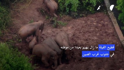 قطيع الفيلة ما زال يهيم بعيدا من موطنه في جنوب غرب الصين