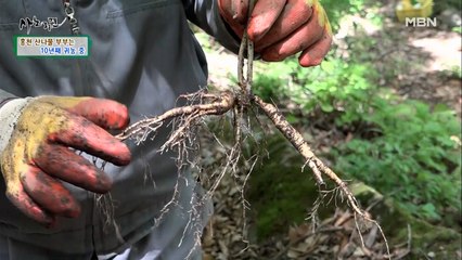 ★부부의 비밀의 숲★ 산나물 부부의 효자 작물 '산양삼'