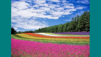 flowers are in the open sky..........