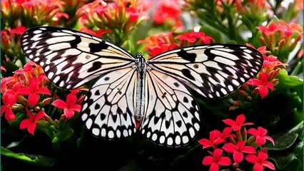 Every insects have their own look..............