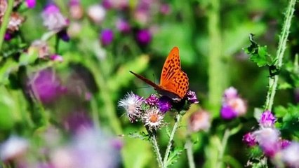 Nature And Wildlife – Bird and animal is beautiful creature on our planet ( Part 3)