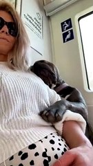 Sleepy Homer Snoozes on the Train