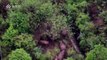 Elephant herd tracks through forest in China