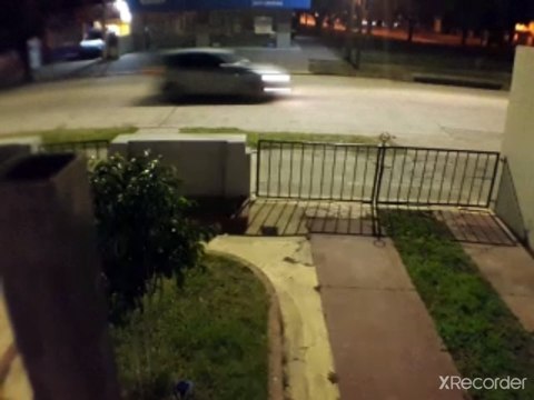 Cunning Cat Evades Dog Pack