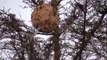 Voilà comment on détruit un nid de frelons asiatiques à plus de 10m dans un arbre... Efficace