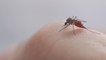 Mosquito madness expected after relentless rain