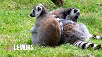 Discover Unique & Rare Monkey Species Around the World 🐒