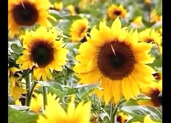 ---Jab Tum Aa Jaate Ho Samne (((Mirza Shahzad)))