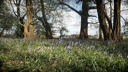 Estudio: sólo el 7 por ciento de los bosques autóctonos del Reino Unido en buen estado ecológico