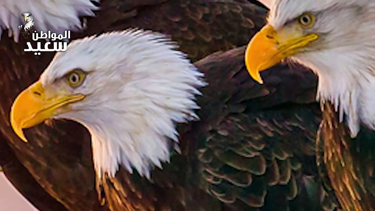 سلاح الجو المصرى - Egyptian Air Force