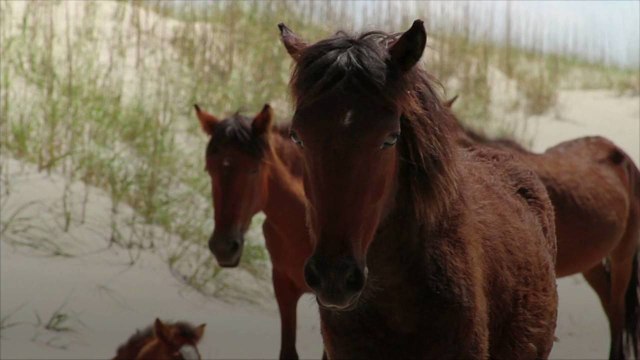 Tour Guides Rescue Wild Horse Stuck on Fence on Outer Banks