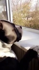 Dog enjoying the summer view