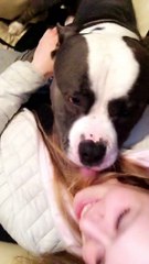 American bully attaching my girlfriend with kisses 