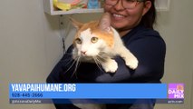 June is Adopt a Shelter Cat Month at Yavapai Humane Society