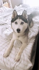 Happy Huskey Hears the Magic Words