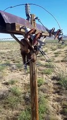 Rescuing a Bear Stuck on a Power Pole