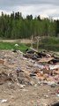 Groups of Bears Gather at Trash Dump