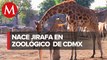 Nace jirafa en Zoológico de San Juan de Aragón en CdMx