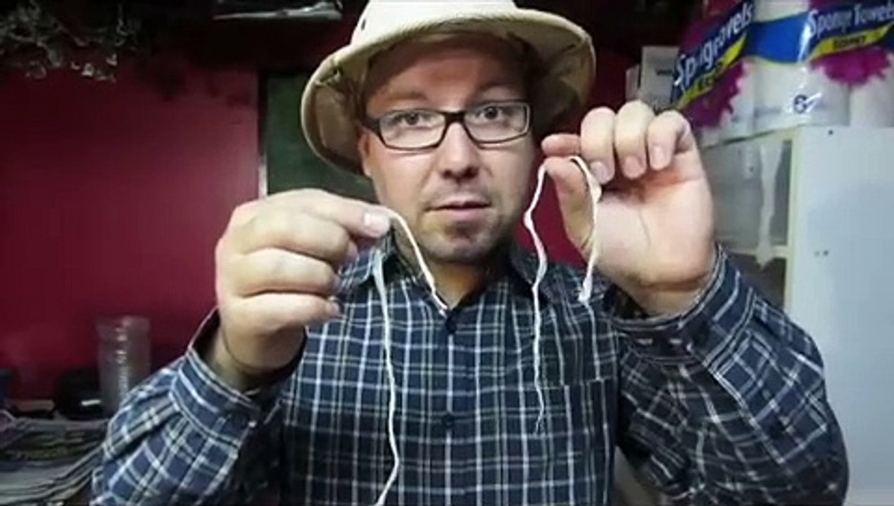 Coloration des bébés serpents des blés