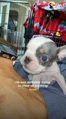 Tiny Biting Puppy Chooses His Person