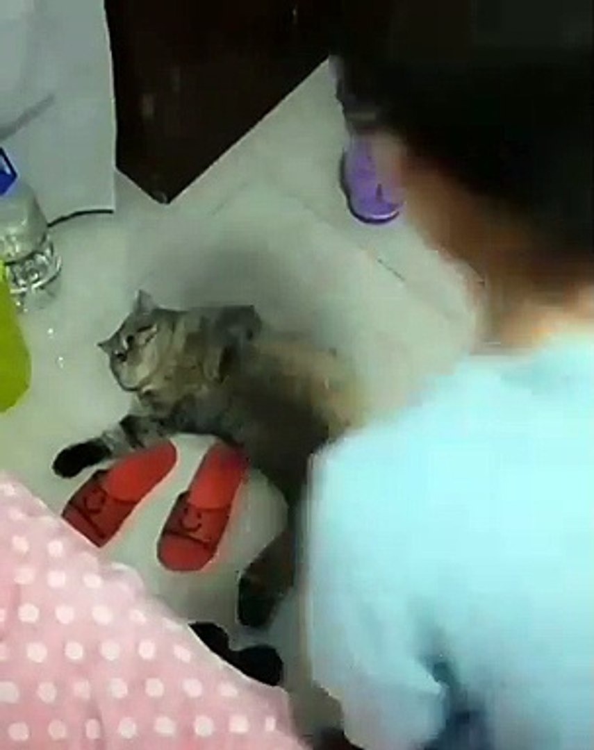 ⁣loose kitten