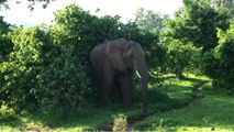 'Mantener la calma': elefante amenaza a los visitantes de un safari