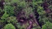 Elephant herd tracks through forest in China