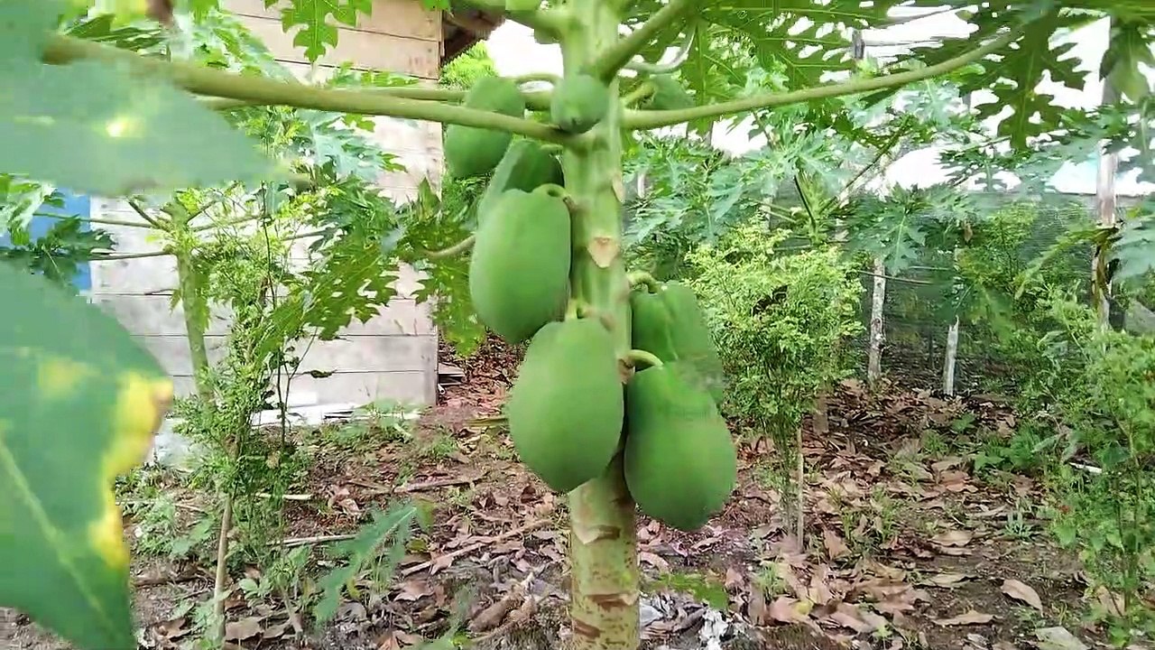 Kebun Pepaya LAF