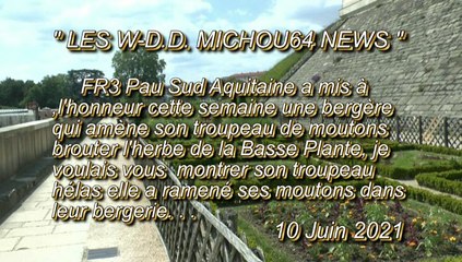 LES W-D.D. MICHOU64 NEWS - 10 JUIN 2021 - PAU - À LA RECHERCHE DES MOUTONS DE LA BASSE PLANTE