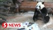 How do giant pandas keep cool in the tropical summer heat?