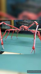 Amazing Spiders oF Water ::::Spiders Living In Water::