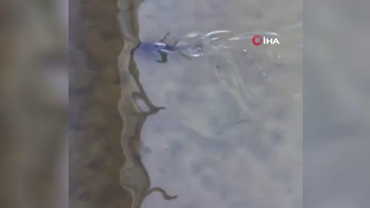 Gölde bulduğu yavru yunus balığını 200 metre ko...