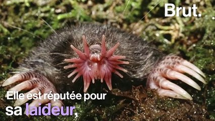 Le condylure étoilé possède des tentacules en guise de nez