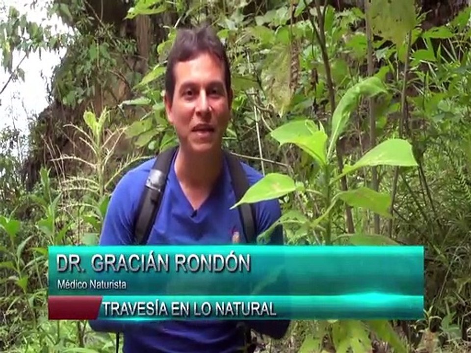 Travesía en lo Natural 12JUN2021 | Árbol de Mucuteno para prevenir enfermedades gastrointestinales