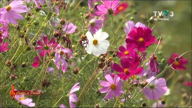 Viorica Podgoreanu - Mierla si cu sturzul (Cantec si poveste - TVR 3 - 18.04.2021)