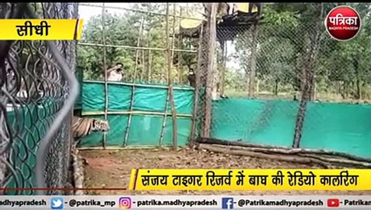 सीधी : संजय टाइगर रिजर्व में बाघ की रेडियो कालरिंग