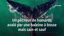Un pêcheur de homards avalé par une baleine à bosse mais sain et sauf
