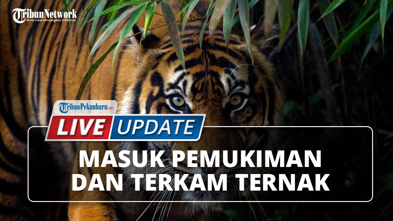 Harimau Masuk Pemukiman dan Terkam Ternak Warga, Warga Bergerak Sigap dan Langsung Menghilang