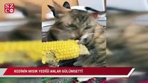 Kedinin mısır yediği anlar gülümsetti