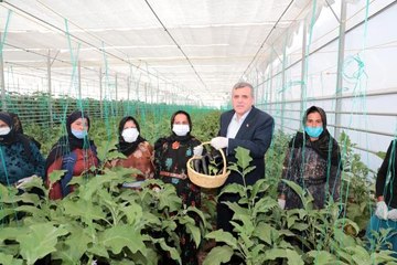 Şanlıurfa'da seracılık projesinde ilk hasat