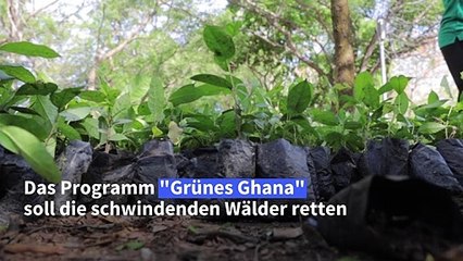 Fünf Millionen Bäume für Ghana