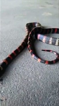 Cobra venenosa é encontrada dentro de carro em Jaraguá do Sul