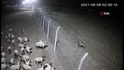 Aç kalan çizgili sırtlan koyun çiftliğinde tel örgüye takıldı