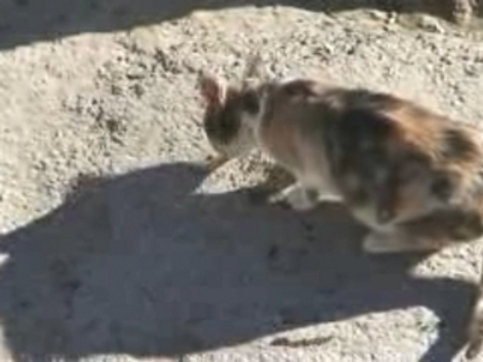 Oran - Les chats on la belle vie en Algerie