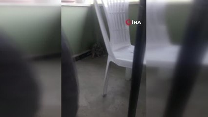 Yaralı baykuşu ölümden kurtardılar